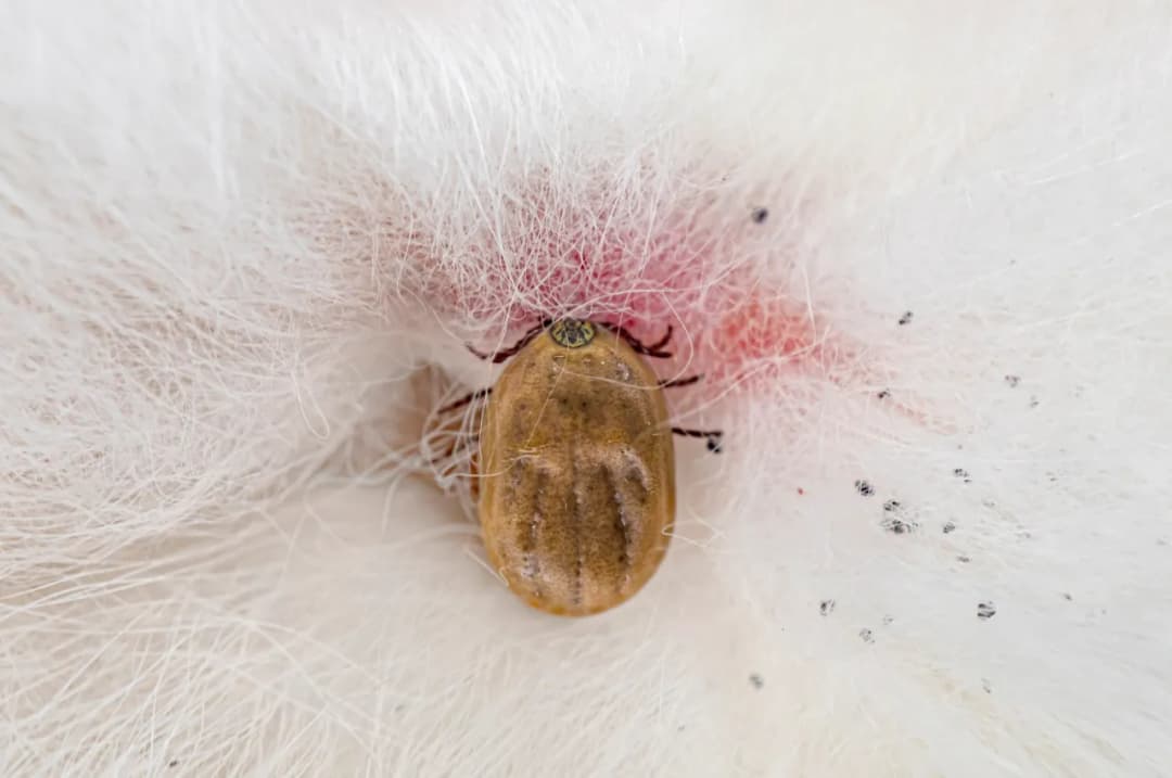 Todo lo que necesitas saber sobre los huevos de garrapata y su reproducción