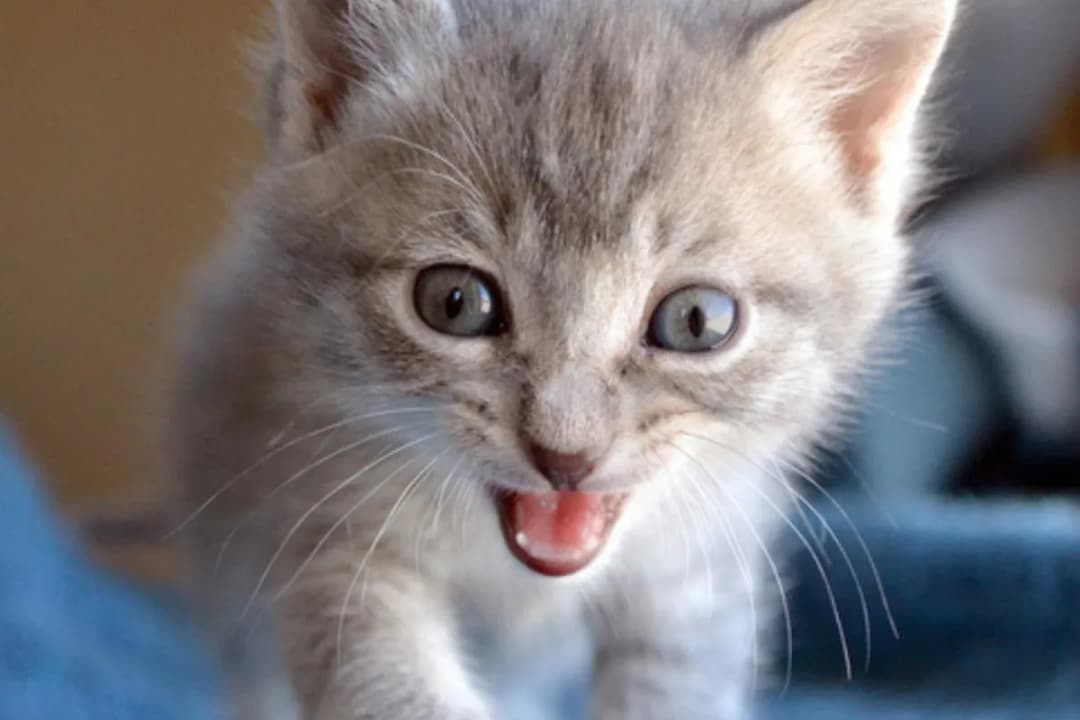 A los cuantos meses mudan de dientes los gatos y cómo cuidarlos