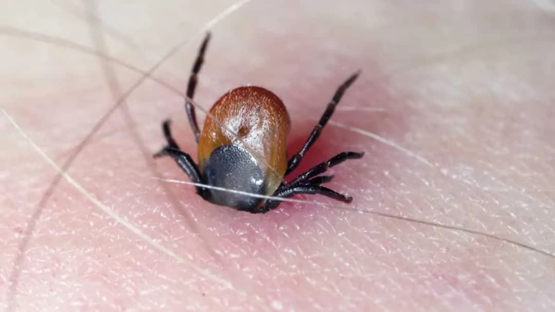 Cómo sacar una garrapata de forma segura y evitar infecciones