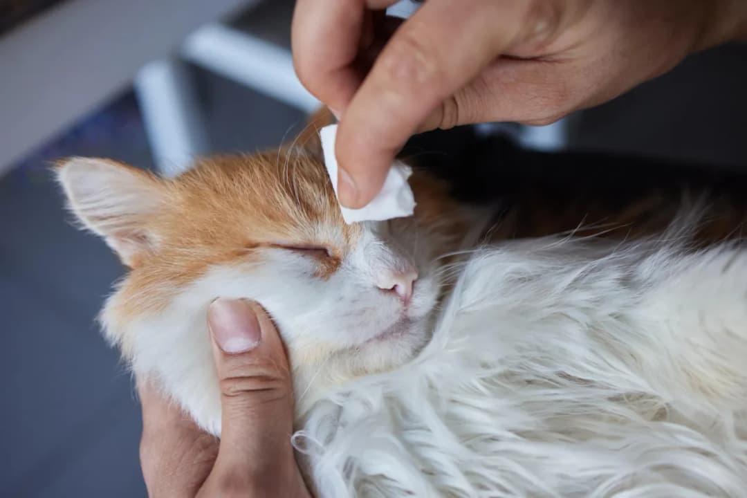 Cómo bajar la fiebre a un gato: consejos prácticos y efectivos
