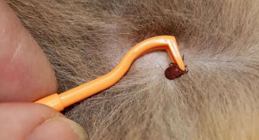 Cómo evitar problemas al quitar una garrapata mal quitada en tu perro