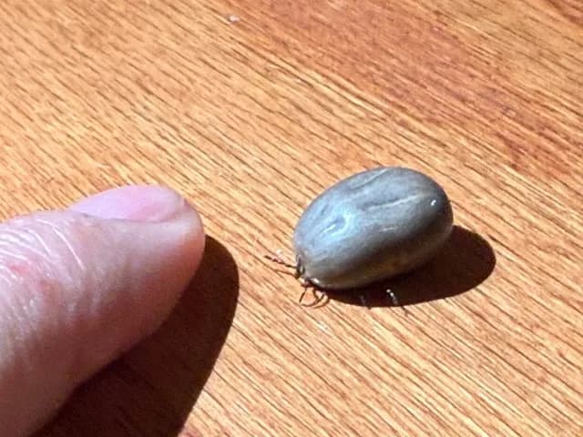 La sorprendente garrapata más grande del mundo y sus características