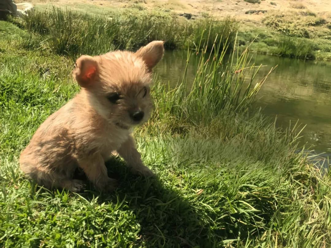 Veterinario Las Gabias: Atención profesional para la salud de tu mascota