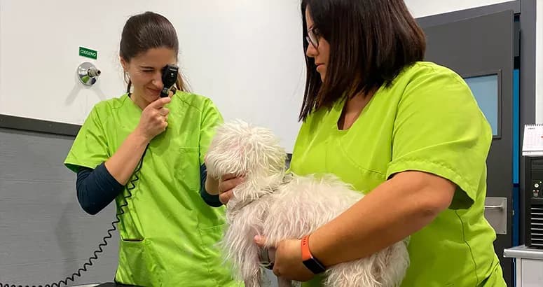 Clinica Veterinaria Levante en Tarifa: Servicios y Contacto Esencial