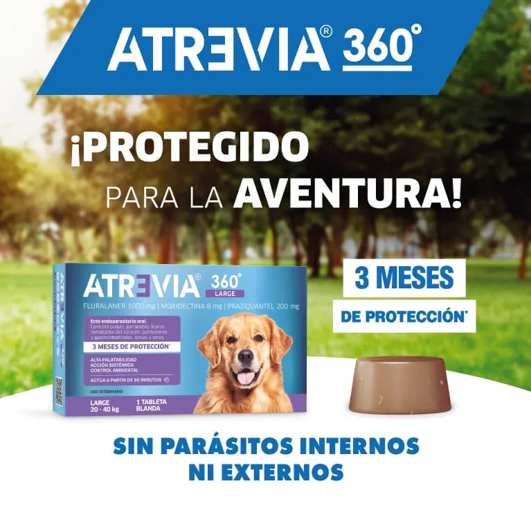Desparasitar interna perros: Elimina parásitos y protege su salud Desparasitar interna perros: Elimina parásitos y protege su salud