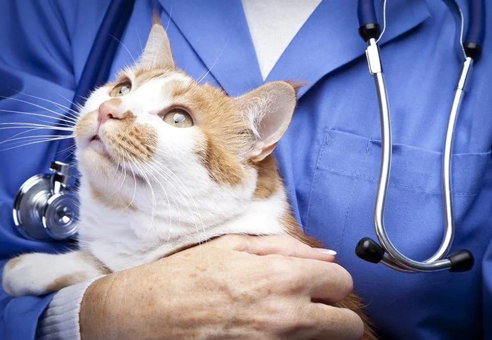 A qué edad se castra un gato para garantizar su salud y bienestar