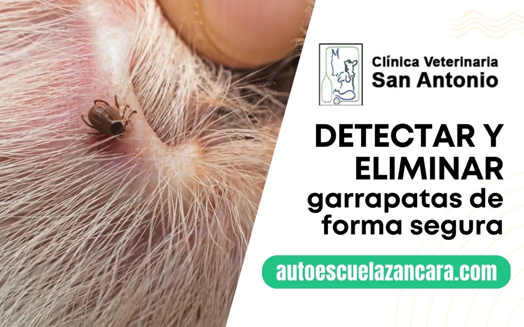 Cómo matar la garrapata de forma segura y evitar infecciones