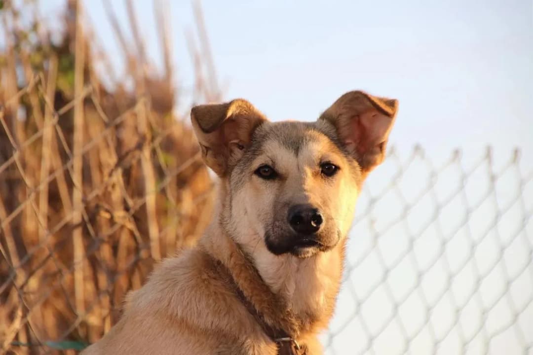 ¿Cuánto vive un perro? Factores que afectan su longevidad y cuidados