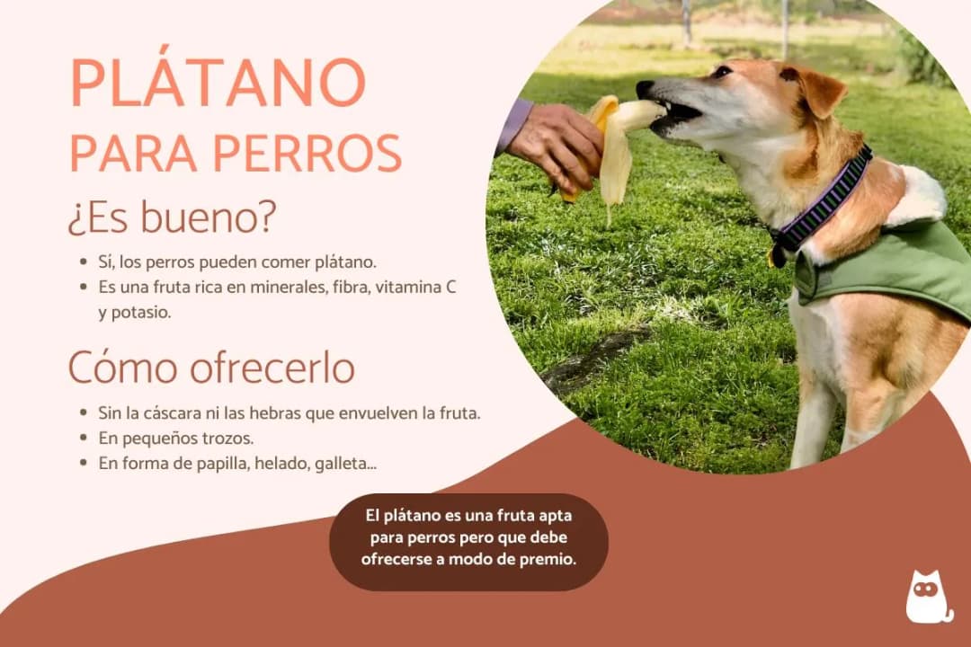 ¿Es bueno el plátano para los perros? Beneficios y riesgos a considerar