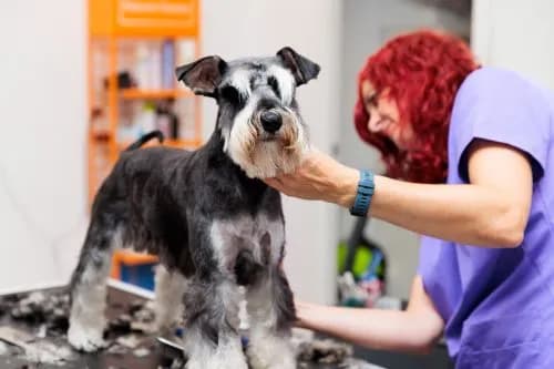 Veterinario Lugo: Atención urgente y servicios para tu mascota