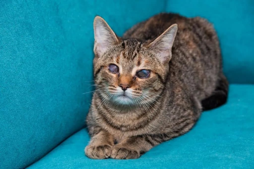 Cómo se ven los ojos de un gato ciego y qué revelan sobre su salud