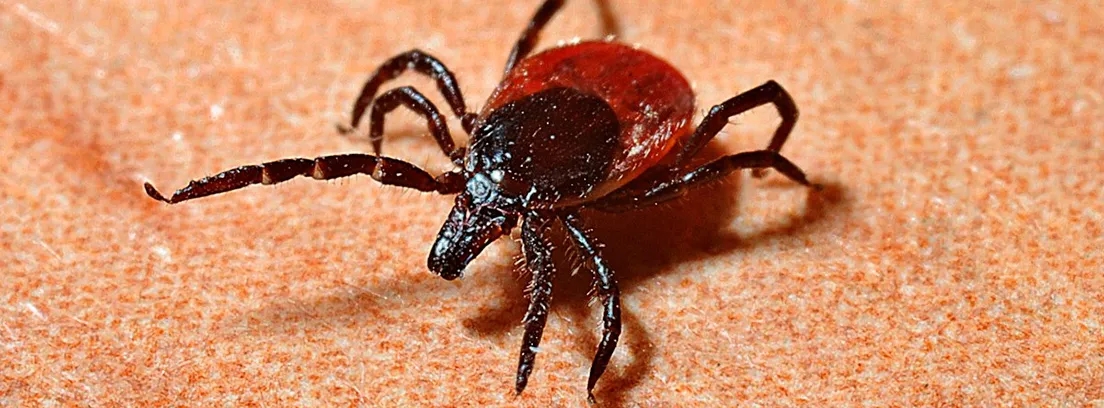 Cómo quitar garrapata humano de forma segura y evitar riesgos de salud