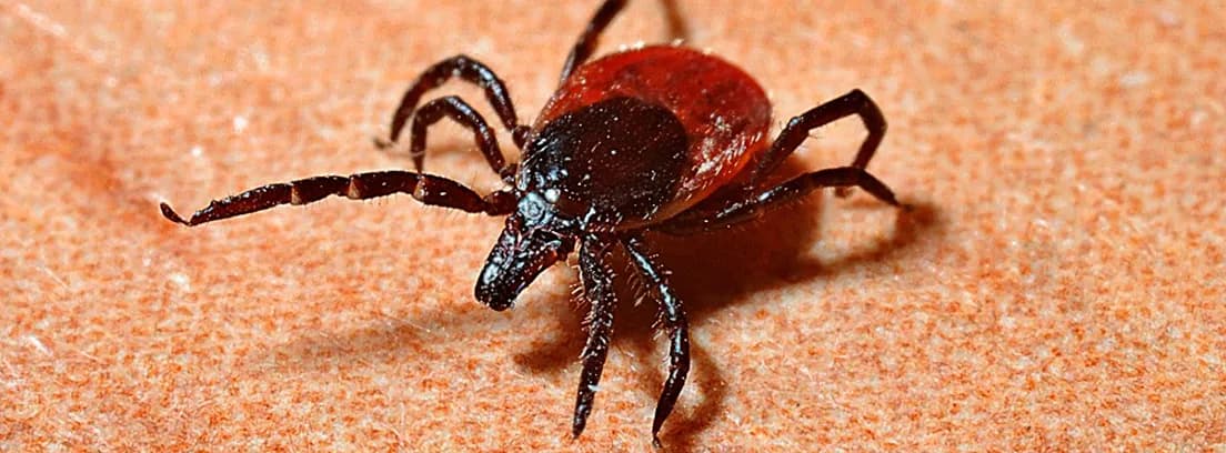Cómo quitar garrapata humano de forma segura y evitar riesgos de salud