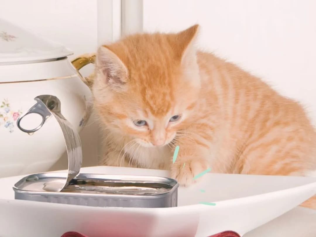 ¿Es seguro dar sardina a los gatos? Precauciones y beneficios que debes conocer