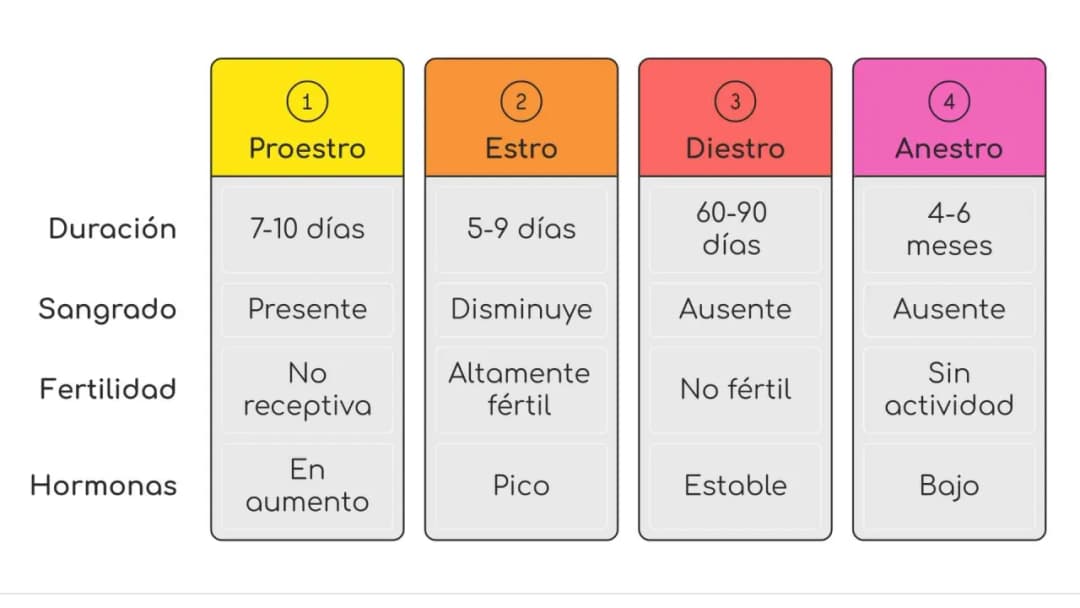 Cuánto dura el celo de una perra y cómo manejar su ciclo reproductivo