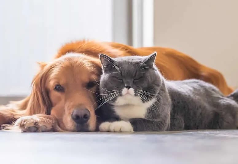 Encuentra el mejor centro clínico veterinario en Zaragoza para tu mascota