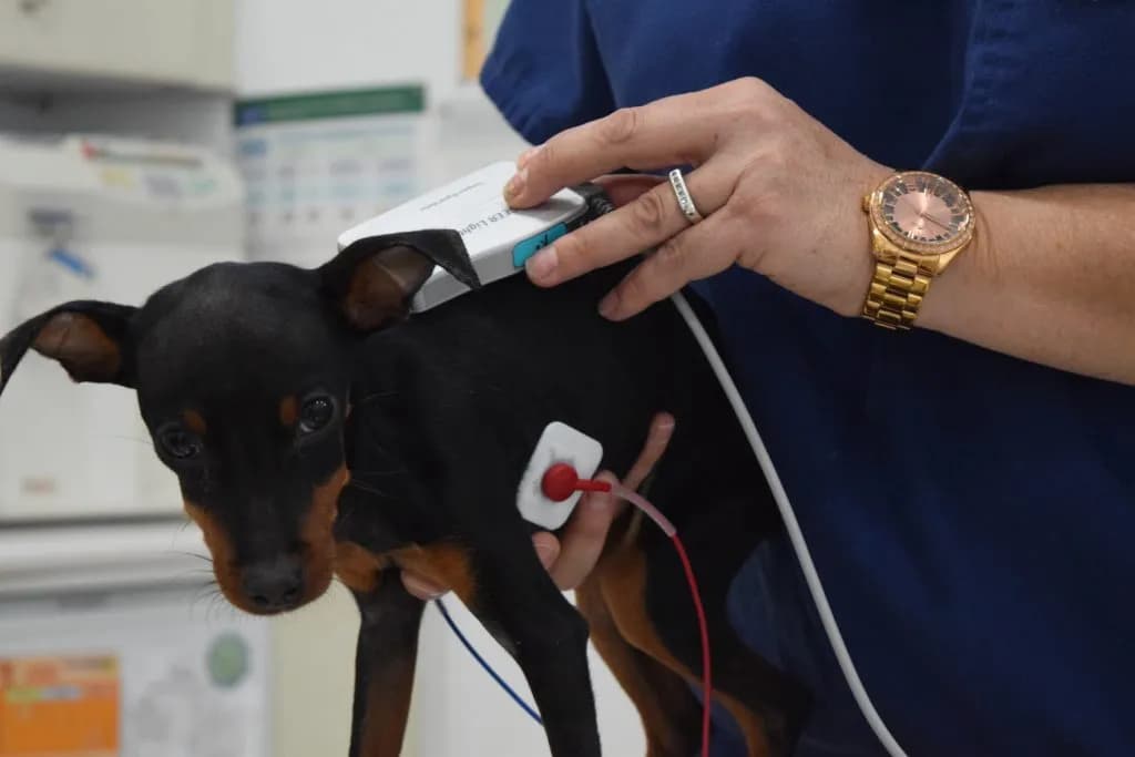 Encuentra el veterinario en Jaén que cuida la salud de tu mascota