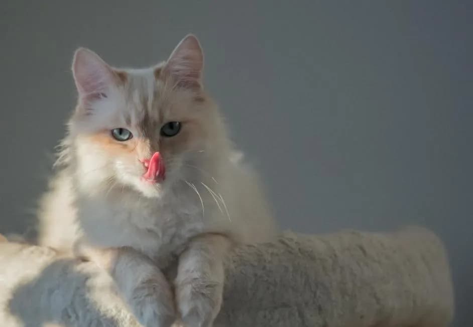 A mi gato le huele la boca a podrido: causas y cuándo ir al veterinario