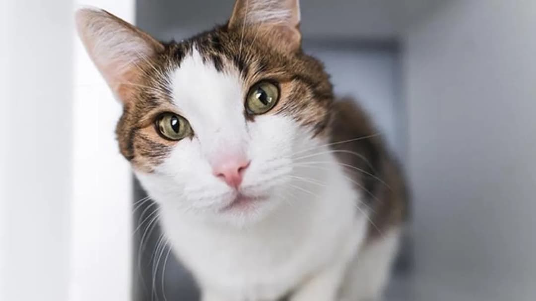 ¿Por qué mi gato me mira fijamente? 5 razones sorprendentes que debes saber