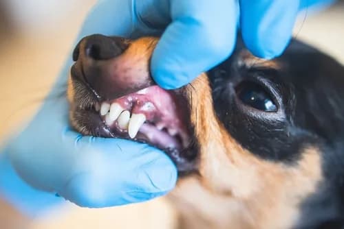 ¿A los perros se les caen los dientes? Entiende el proceso y cuidados