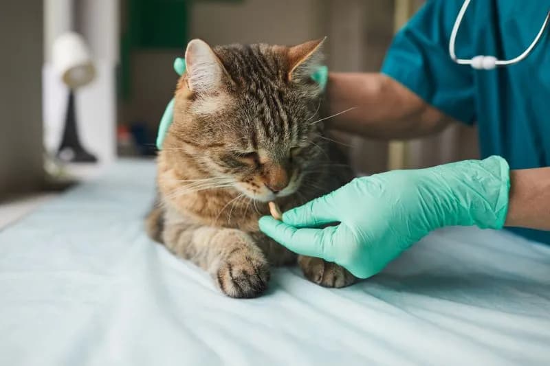 Los mejores desparasitadores para gatos: evita parásitos y enfermedades