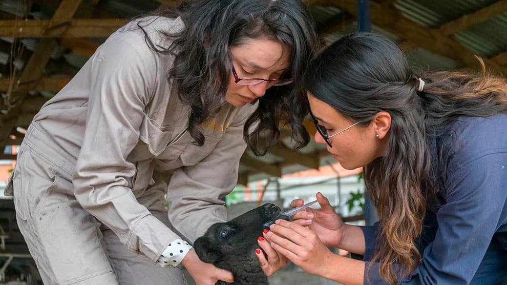 Desparasitar ovejas de forma natural: métodos efectivos y seguros
