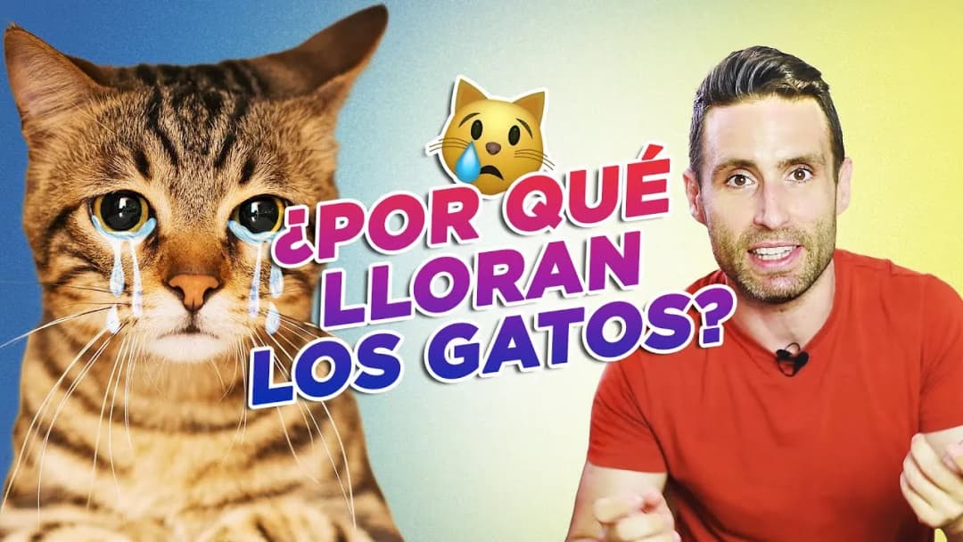 ¿Realmente lloran los gatos como los humanos? Descubre la verdad