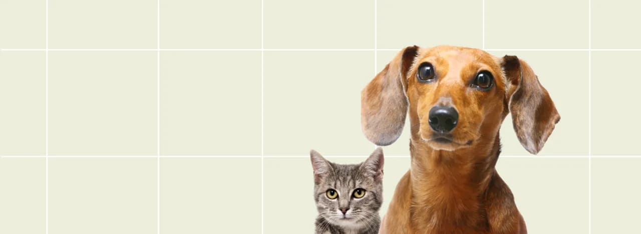 Veterinario Huesca: Encuentra la mejor atención para tu mascota