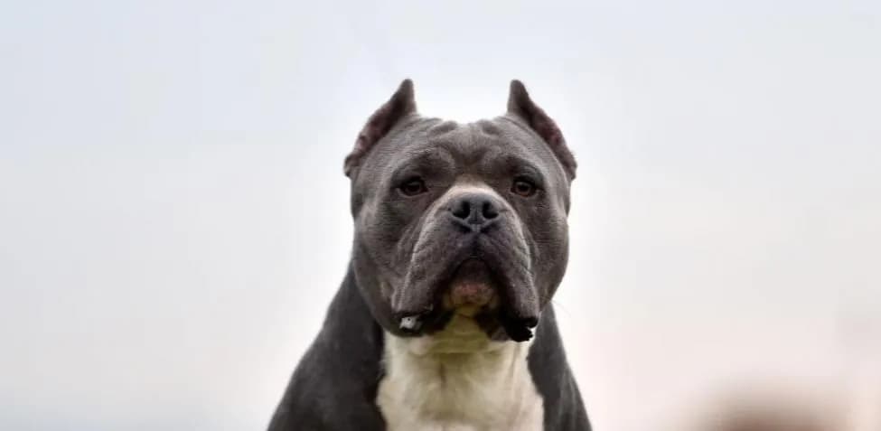 Cuál es la raza de perro más peligroso del mundo y por qué deberías saberlo