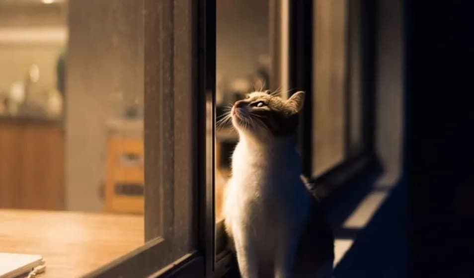 Es malo encerrar a un gato por la noche y sus efectos negativos