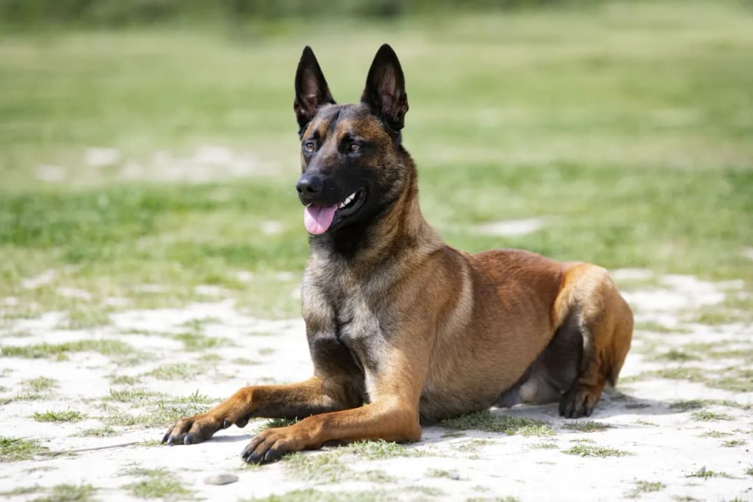 Cuál es el perro más inteligente del mundo y por qué es el Malinois
