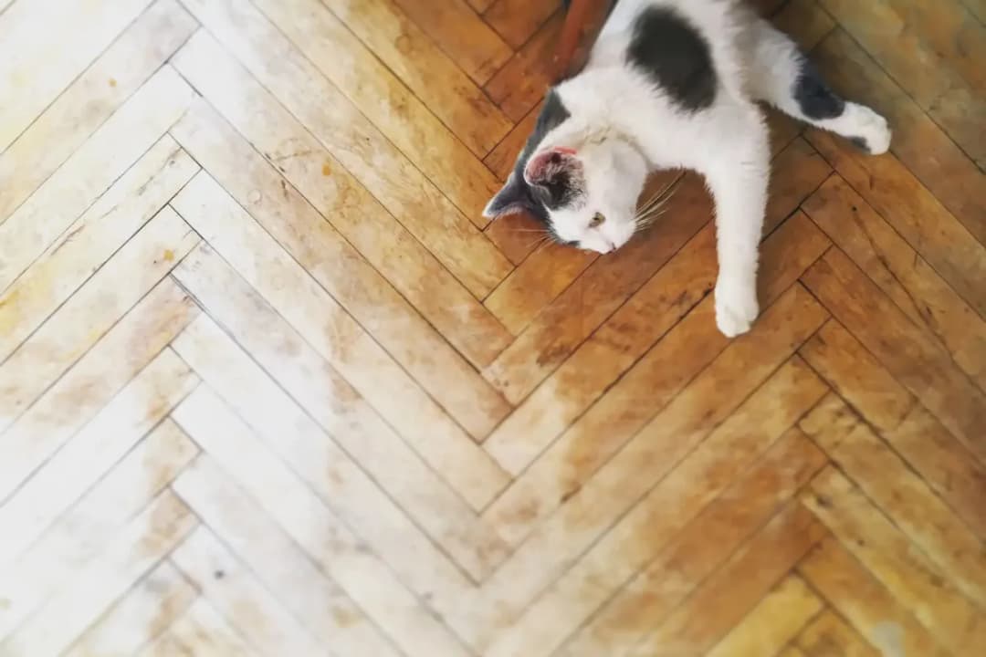 Cómo quitar los pelos de gato de la ropa sin esfuerzo y eficazmente