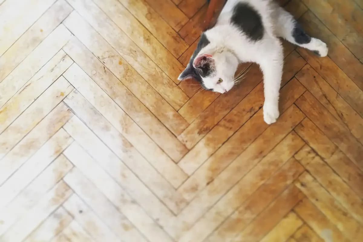 Cómo quitar los pelos de gato de la ropa sin esfuerzo y eficazmente