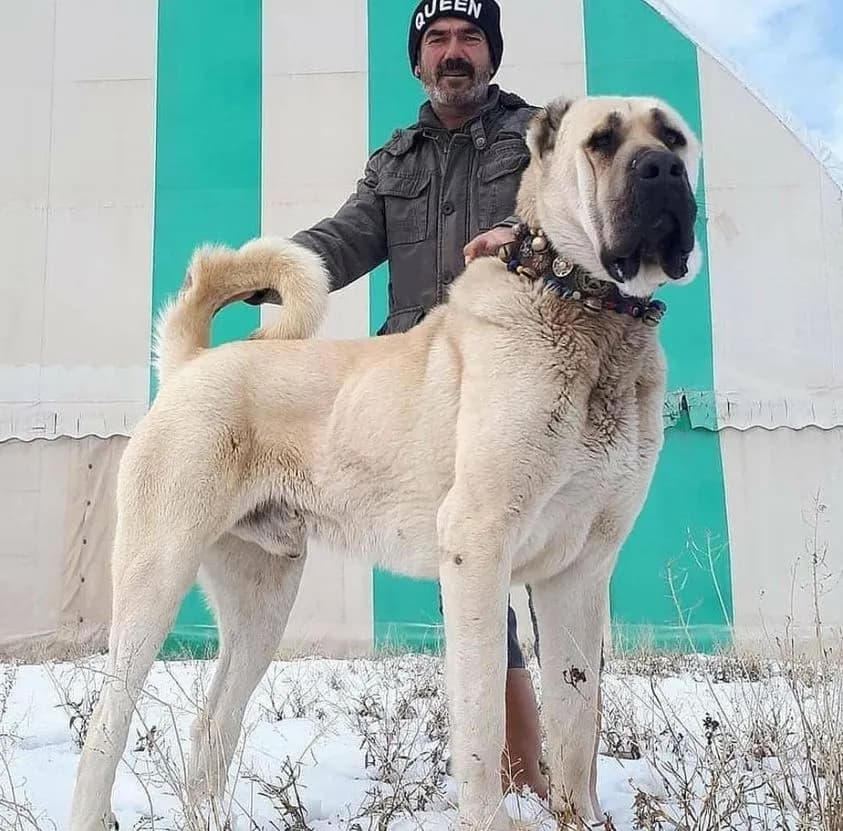 Cuál es el perro más fuerte del mundo y sus sorprendentes características