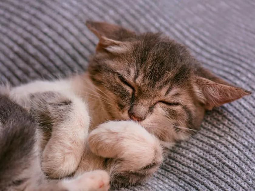 ¿Cuánto duermen los gatos y por qué es tan importante su sueño?