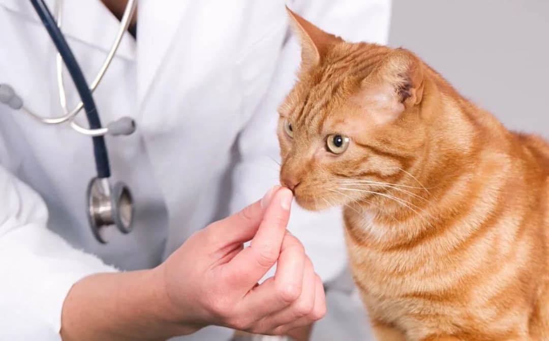 Pastilla para desparasitar gato: protege a tu felino de parásitos