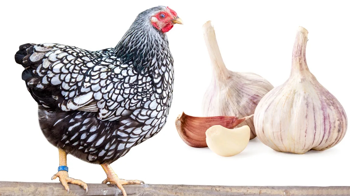 Cómo desparasitar gallinas internamente y eliminar parásitos eficazmente