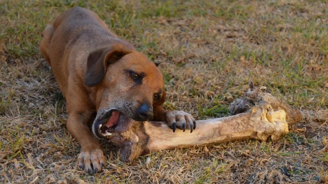 Es bueno dar huesos a los perros: riesgos y beneficios que debes conocer