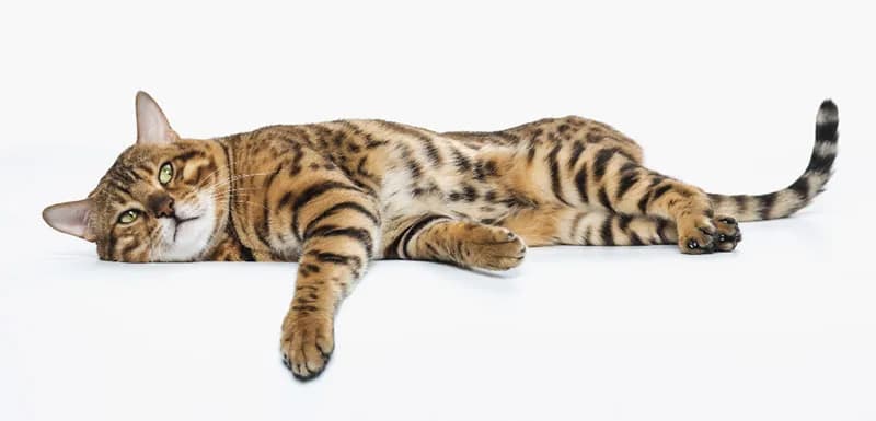 ¿Cuánto puede durar un gato? Factores que afectan su vida y salud